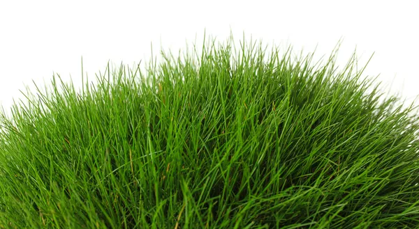 Belle herbe verte, isolée sur blanc — Photo