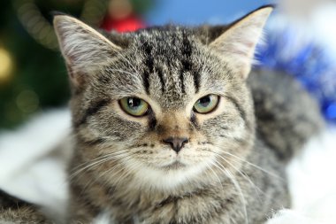 ekose Noel ağacı arka plan üzerinde kedi