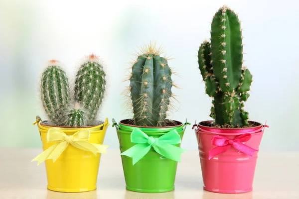 Collection of cactuses in bright pails on wooden table — Stock Photo, Image