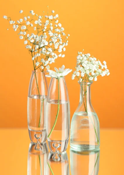 Pflanzen in verschiedenen Glascontainern auf orangefarbenem Hintergrund — Stockfoto