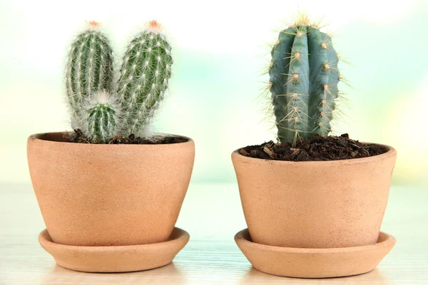 Vackra kaktusar i blomkruka på träbord — Stockfoto
