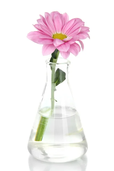 Blume im Reagenzglas isoliert auf weiß — Stockfoto