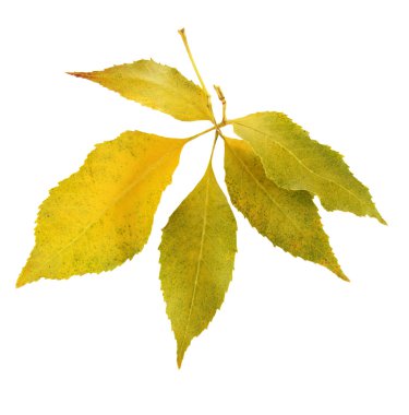 güzel sonbahar yaprakları üzerinde beyaz izole