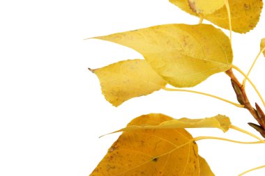 güzel sonbahar yaprakları üzerinde beyaz izole dalı