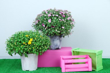 Tencere kutuları gri arka plan üzerinde çim üzerinde çiçekler