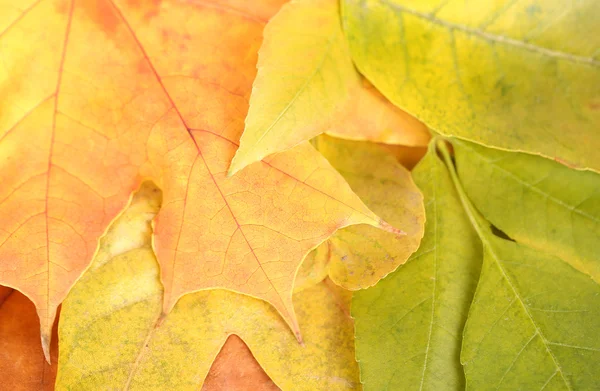 Fondo de hojas de otoño brillante primer plano —  Fotos de Stock