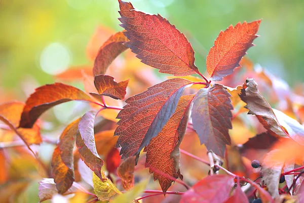 Red leaves on bright background — Stock Photo, Image