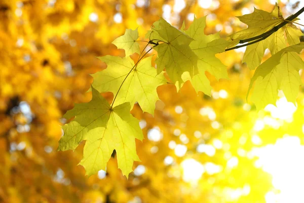 Herbstlicher Hintergrund — Stockfoto