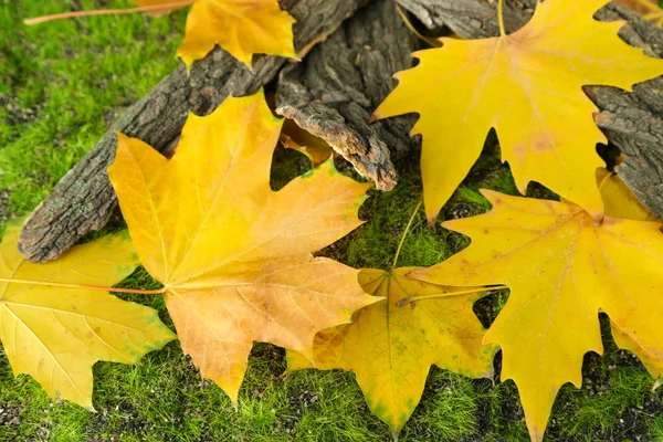 Mooie herfstbladeren in de buurt van schors op gras — Stockfoto