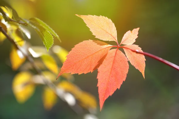 Red leaves on bright background — Stock Photo, Image