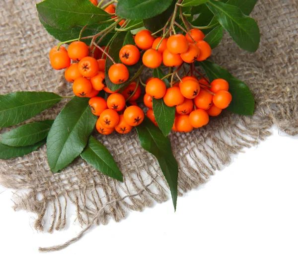 Pyracantha Firethorn orange berries with green leaves, on sackcloth, isolated on white — Stock Photo, Image