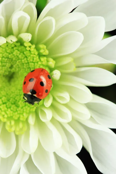 Beautiful ladybird on flower, close up — Stock Photo, Image
