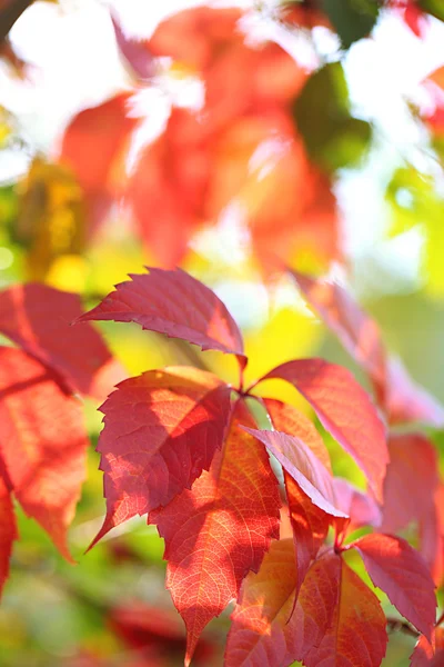 Rote Blätter auf hellem Hintergrund — Stockfoto