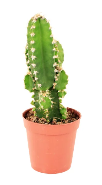 Kaktus v květináč, izolovaných na bílém pozadí — Stock fotografie