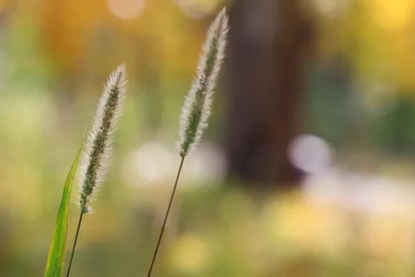 Autumnal background — Stock Photo, Image