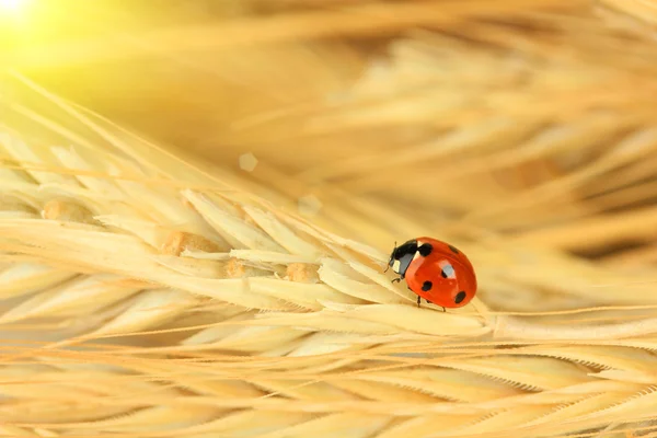 Krásná Beruška na pšeničné klasy, zblízka — Stock fotografie
