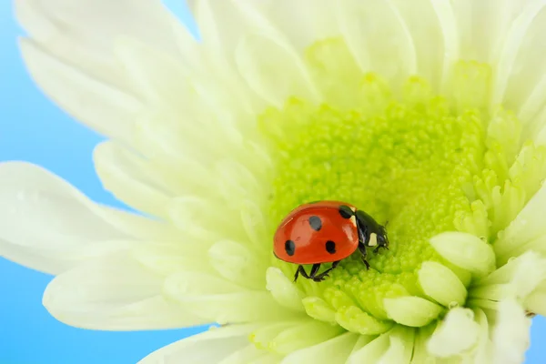 Vackra nyckelpiga på blomma, närbild — Stockfoto