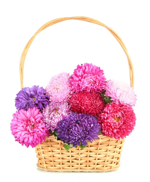 Bright aster flowers in basket, isolated on white — Stock Photo, Image