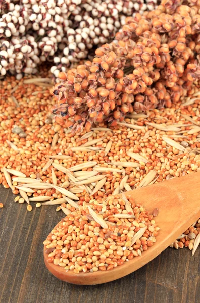 Comida para papagaios em fundo de madeira — Fotografia de Stock