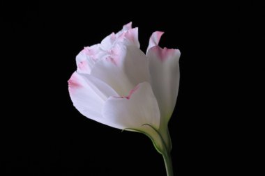 eustoma çiçek, siyah üzerine izole