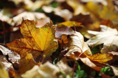 akçaağaç yaprakları park, yakın çekim