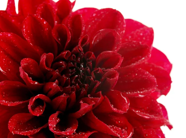 Fiore di Dahlia, isolato su bianco — Foto Stock