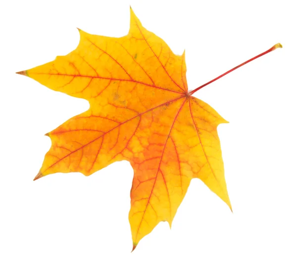 Yellow maple leaf isolated on white — Stock Photo, Image