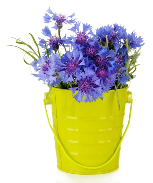 Bouquet of cornflowers in pail, isolated on white — Stock Photo, Image