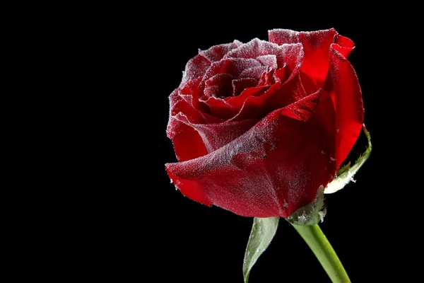 Mawar merah dalam es, terisolasi pada hitam — Stok Foto