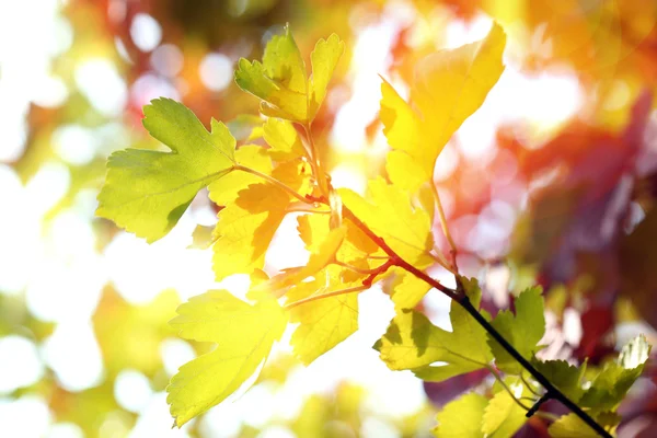 Folhas verdes em fundo brilhante — Fotografia de Stock