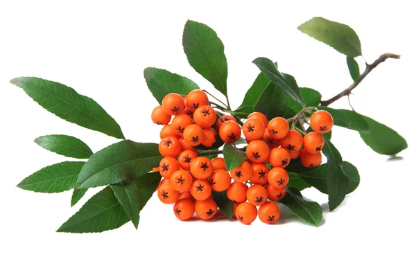 Pyracantha Firethorn narancs bogyók, zöld levelekkel, elszigetelt fehér — Stock Fotó