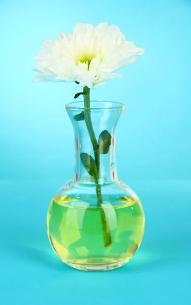 Flower in test-tube on light blue background — Stock Photo, Image