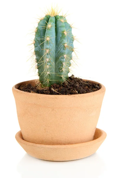 Mooie cactus in bloempot, geïsoleerd op wit — Stockfoto