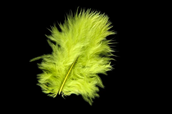 Pluma brillante sobre fondo negro — Foto de Stock