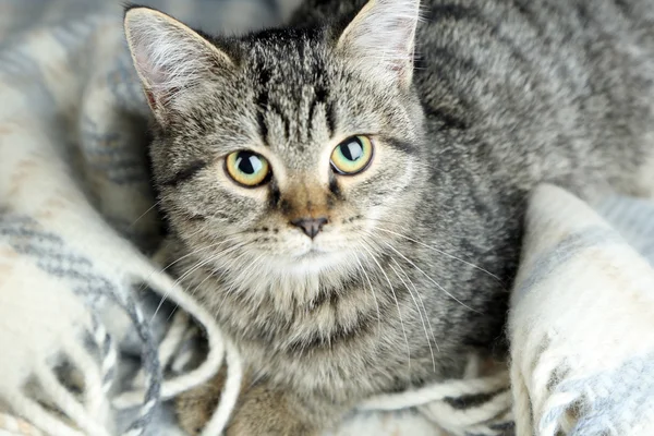 Cat on plaid close-up — Stock Photo, Image