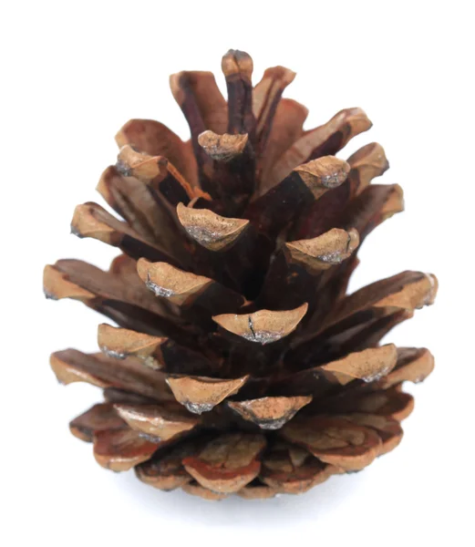 Beautiful pine cone isolated on white — Stock Photo, Image