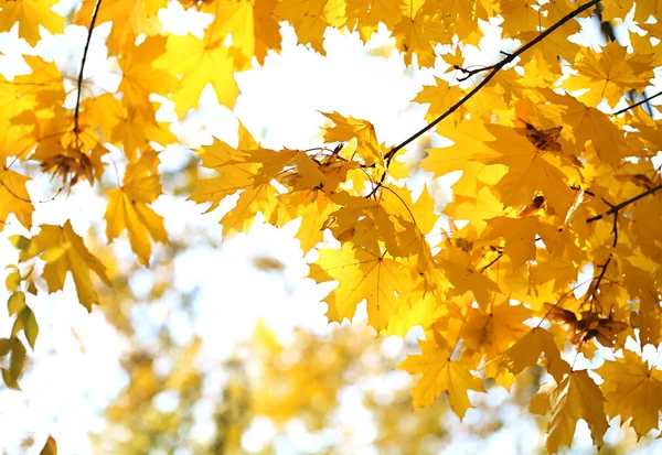 Sfondo autunnale — Foto Stock