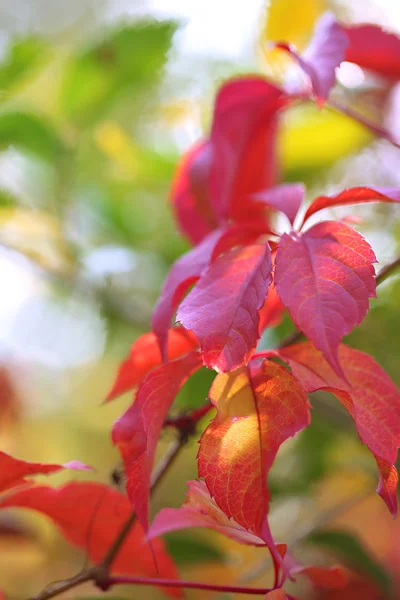 Foglie rosse su sfondo luminoso — Foto Stock