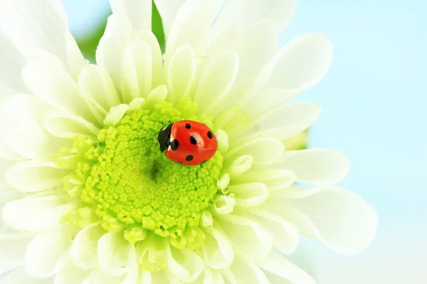 Vackra nyckelpiga på blomma, närbild — Stockfoto