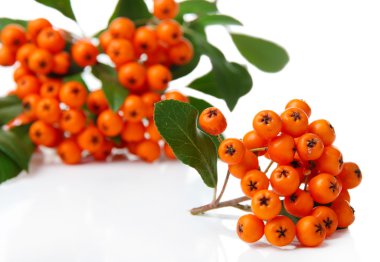 Ateş dikeni firethorn turuncu meyveler üzerinde beyaz izole yeşil yaprakları ile