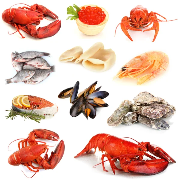 Seafood isolated on white — Stock Photo, Image