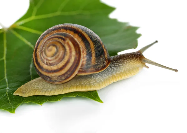 Snail on leaf isolated on white — Stock Photo, Image