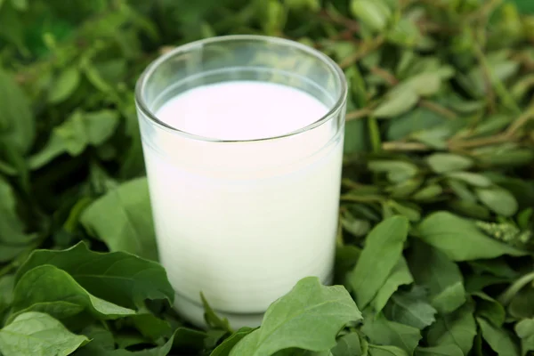 Glas mjölk på gräs — Stockfoto