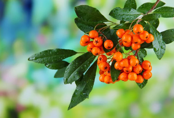 Pyracantha Espino fuego bayas de naranja con hojas verdes, sobre fondo brillante —  Fotos de Stock
