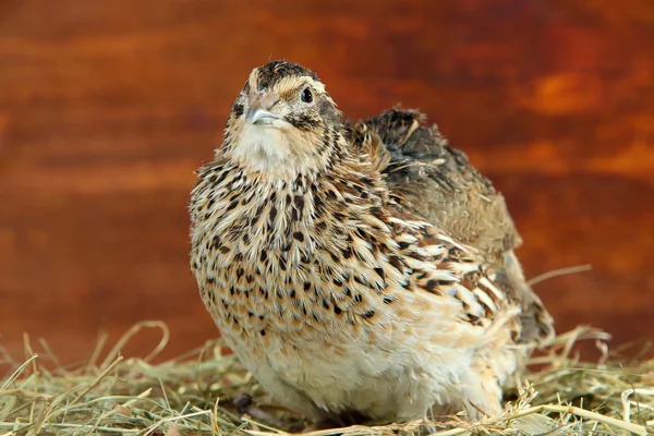 Young quail on straw on wooden background — Stock Photo, Image