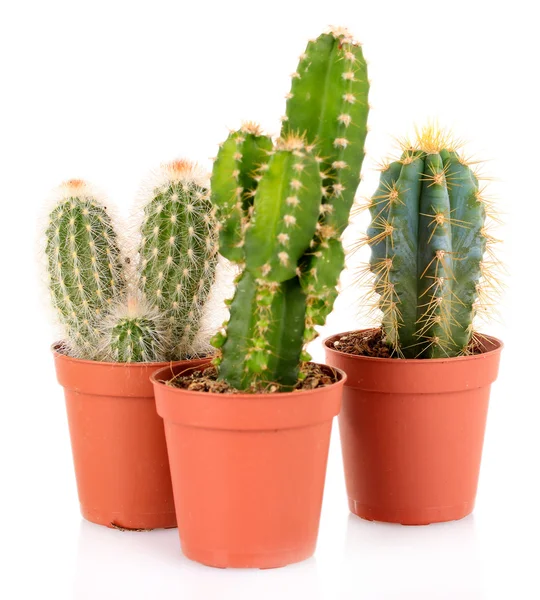 Collectie van cactussen, geïsoleerd op wit — Stockfoto