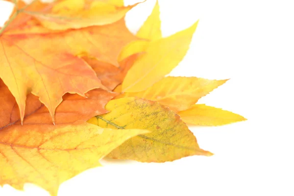 Ljusa hösten blad isolerade på vit — Stockfoto