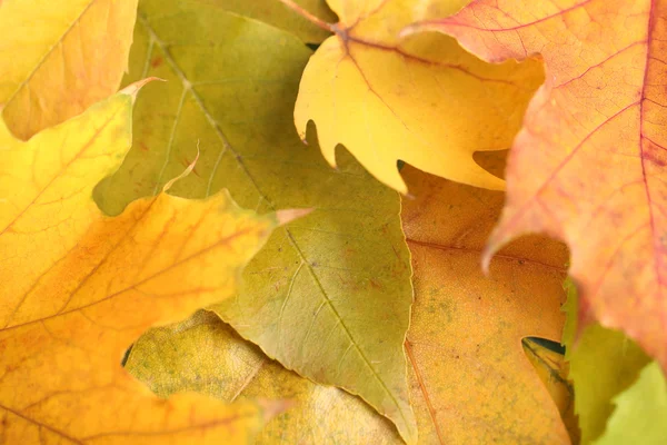 Feuilles d'automne lumineuses fond gros plan — Photo