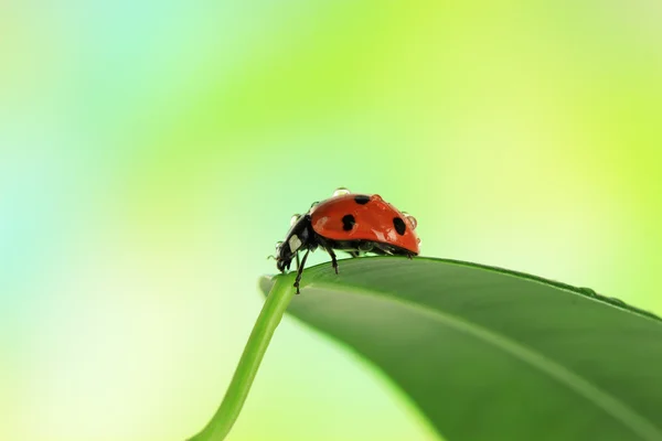 Belle coccinelle sur feuille verte — Photo