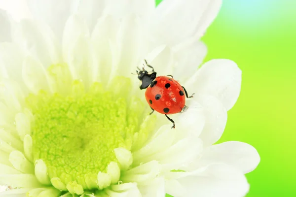 Beautiful ladybird on flower, close up — Stock Photo, Image